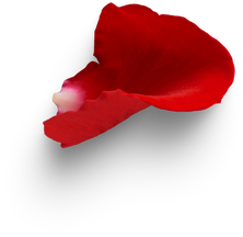 Red Rose petal